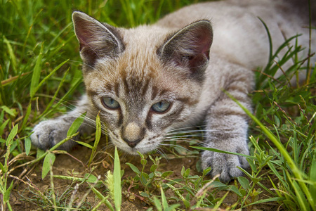 可爱的小猫在草地上打猎