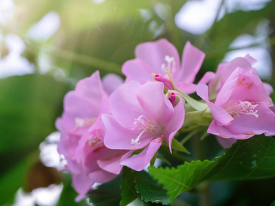 将粉红色的 Dombeya 花与叶子紧密地结合在一起