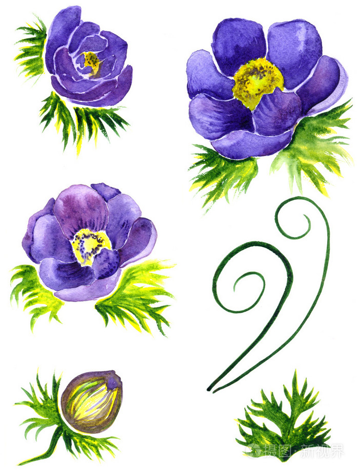 银莲花的花.手绘水彩绘画