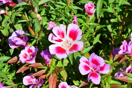 炎热的日子里, 花 Godetia 在夏日花园里。