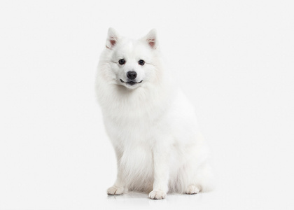 狗。日本白  施皮茨在白色背景上