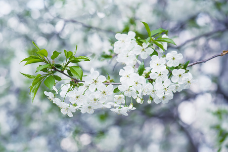 樱桃花