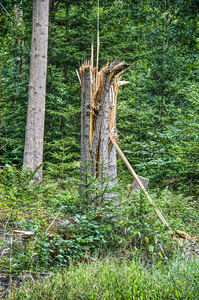 树树干在一个森林里留下后, 打破了 stom