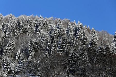 雪与树山风景图片