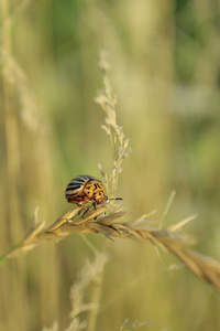 Leptinotarsa decemlineata。从绿叶家庭的彩色甲虫。在农业行业的史密斯一家。乌克兰西部的性质