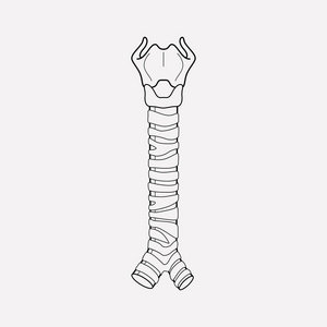 气管图标线元素。在干净的背景上隔离的气管图标线的矢量说明为您的 web 移动应用程序徽标设计