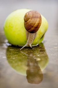 蜗牛爬行绿色苹果在浅水混凝土
