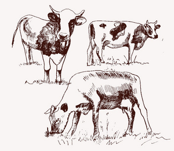母牛。畜牧业。向量元素集