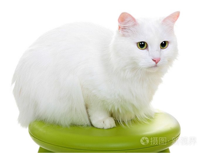 孤立的白色背景上的白色猫