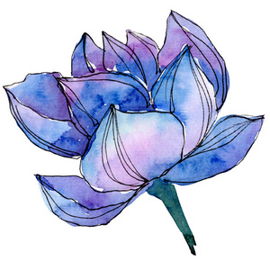 水彩蓝莲花。花卉植物花卉。孤立插图元素