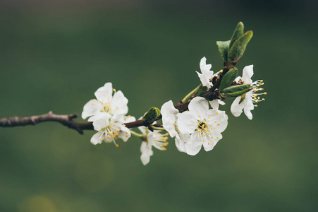 樱桃花框架