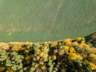 拉脱维亚的田野和黄彩色秋树鸟瞰图