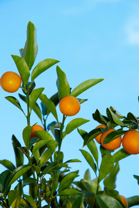 金橘树与果实和叶子