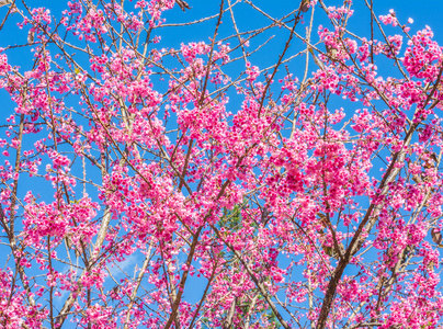野生喜马拉雅山樱桃图片