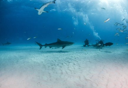 图片显示在巴哈马 Tigerbeach 的一只虎鲨
