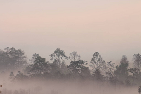 松树林的剪影。清晨的阳光沐浴着笼罩森林的晨雾, 所以它只能看到树的轮廓形态。