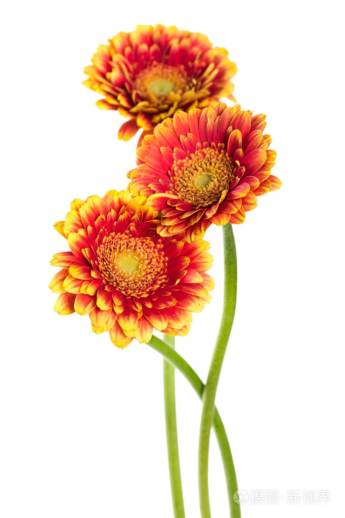 三朵花橙色非洲菊