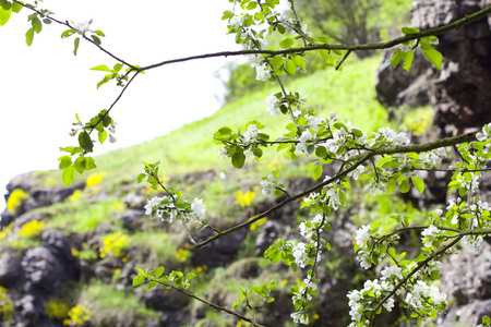 树与年轻叶面喷施的岩石背景