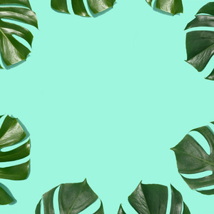 热带叶子的框架龟背竹在绿松石粉彩背景顶部视图平躺