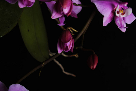 黑色背景上的粉红色兰花