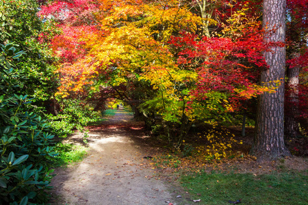 秋天的颜色在公园里