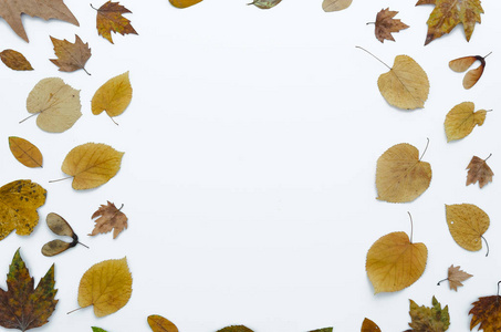 秋季框架由干燥的 colorfull 叶子在白色背景下隔绝, 复制空间。平躺, 顶部视图