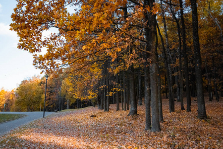 秋天公园与橙色和红色树, 自然季节性时髦背景