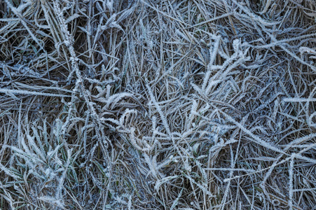 由于霜冻的清爽和潮湿程度高, 在寒冷的清晨, 草甸上覆盖着霜冻