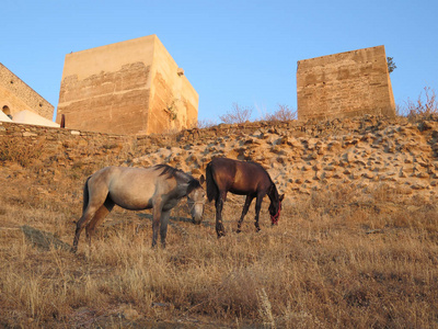 在安达卢西亚农村的山坡草地上的两匹马