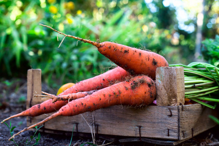 一个新鲜的橙色胡萝卜与土壤位于一个木箱里。有机生蔬菜