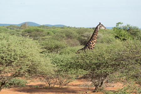 在野外的长颈鹿
