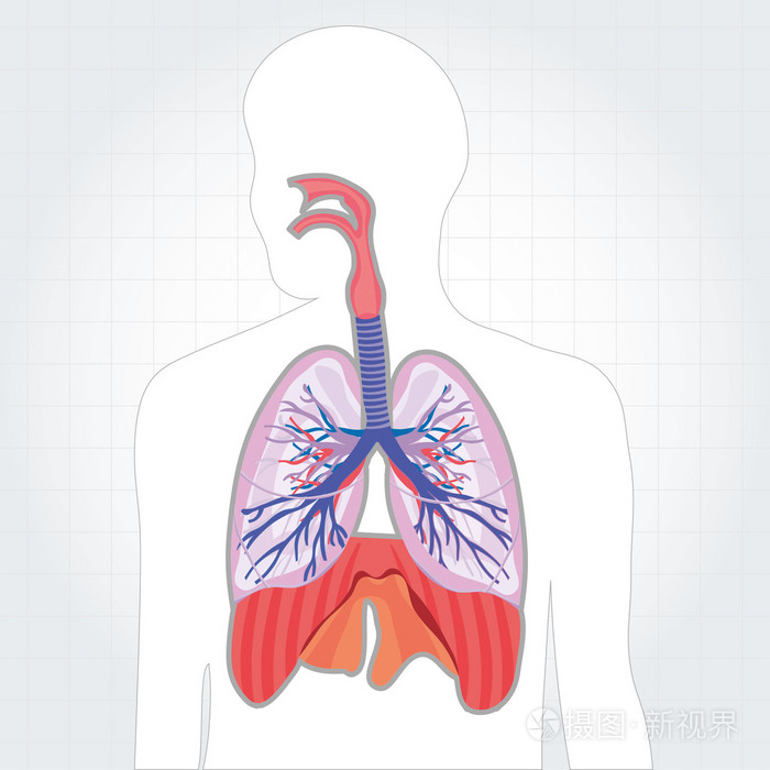 呼吸系统肺部矢量人体图
