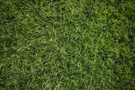 明亮的绿草背景。新鲜的绿草田。顶部视图。用于打印网络使用海报和横幅的绿草纹理