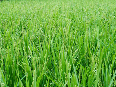 韩国清州稻田景观