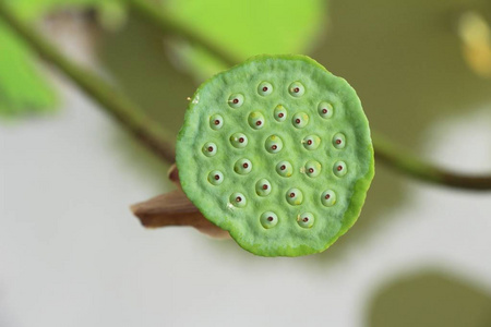 美丽的莲花种子在池塘与自然