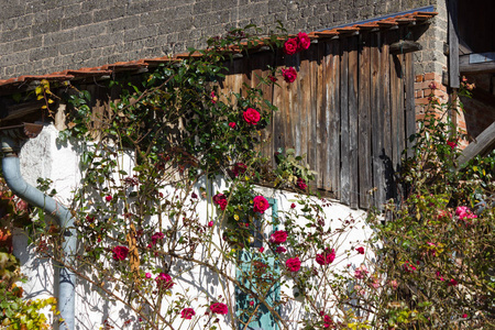框架农舍与玫瑰花园在印度夏季10月月在南德国农村与清澈的蓝天和温暖的阳光照耀