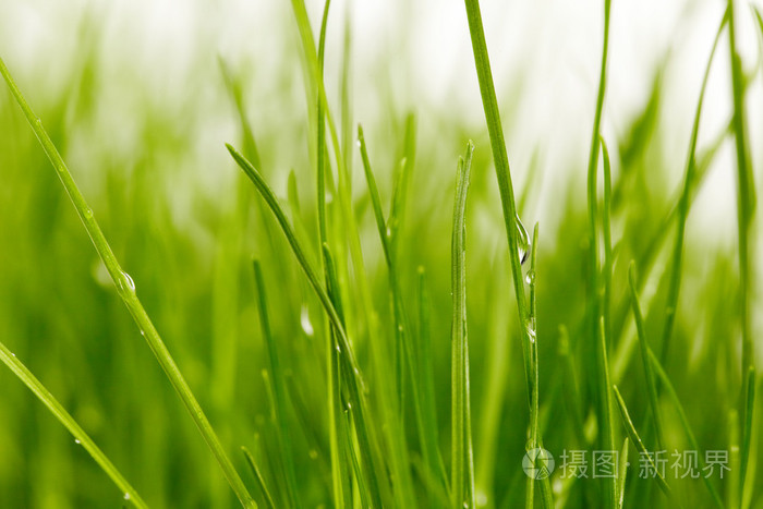 鲜绿草(浅草)