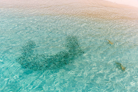 在热带水中 cardume 鱼附近游泳的珊瑚礁鲨鱼