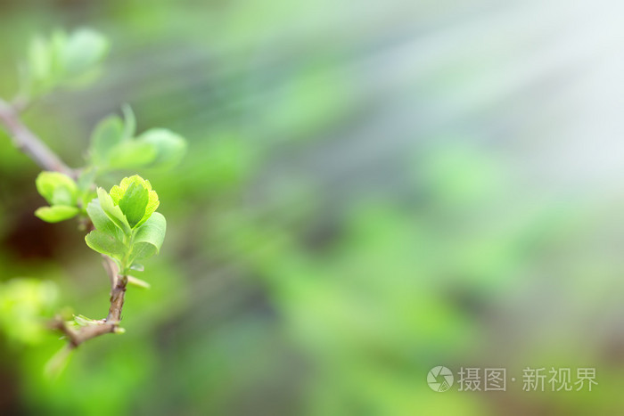 由阳光 (阳光),新的生活来了,成为点燃的萌芽春天叶子