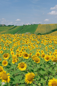  意大利   在夏天用向日葵，山水农场