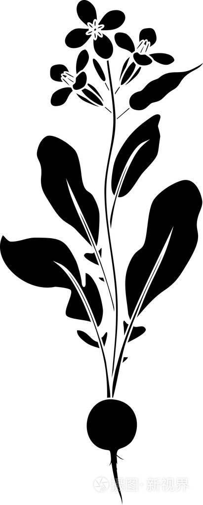 萝卜花植物黑色剪影