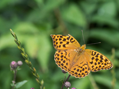 银色洗涤的川贝蝴蝶与损坏的翼 Argynnis 巴非蛤 坐在植物上