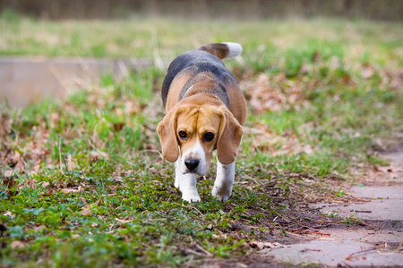 小犬