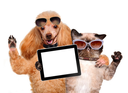 狗和猫咪采取拍照和一款平板电脑