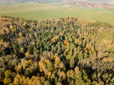 拉脱维亚森林中黄红色树种秋季农村鸟瞰图