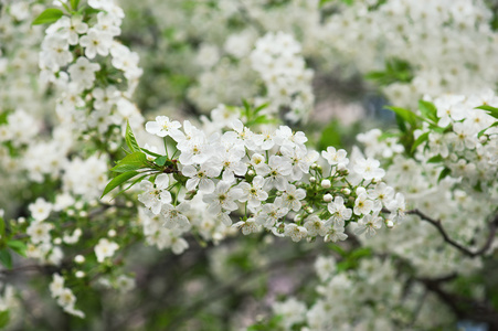 樱桃树花