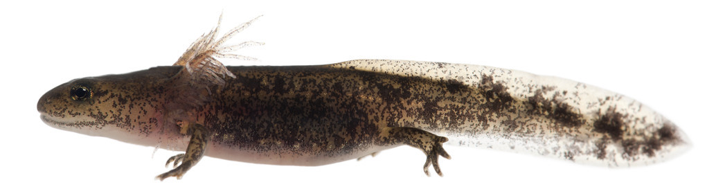 火蝾螈幼虫显示外部鳃 salamandra salamandra，在白色背景前