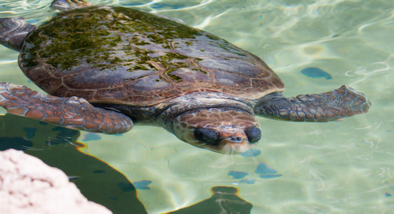 海龟在水之下