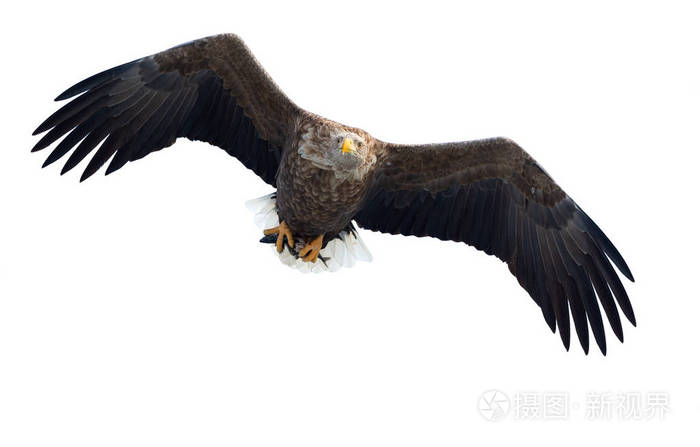 白尾鹰与鱼在飞行中被隔绝在白色背景科学名称白鲸海牛海鹰灰鹰欧亚