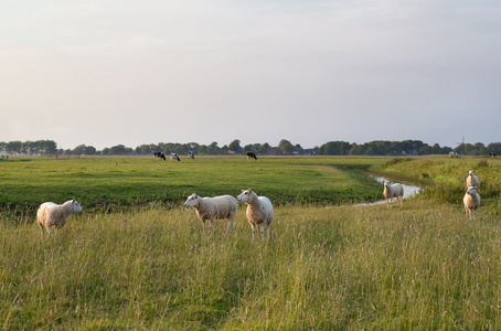 在绿草地上的羊群